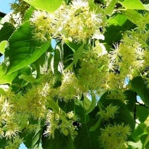 Опилки липовые оптом в Туле от завода-производителя Лигнум Ресурс